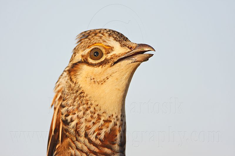 _MG_7185 Attwaters Prairie-Chicken.jpg