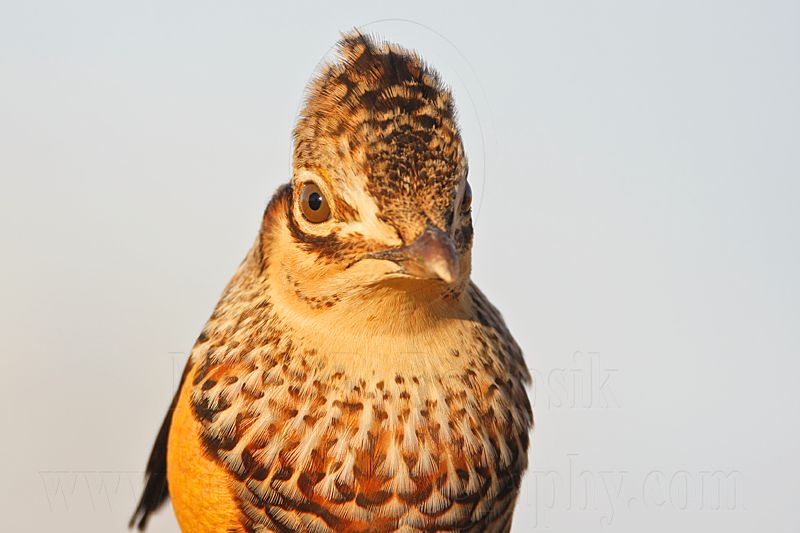 _MG_7252 Attwaters Prairie-Chicken.jpg