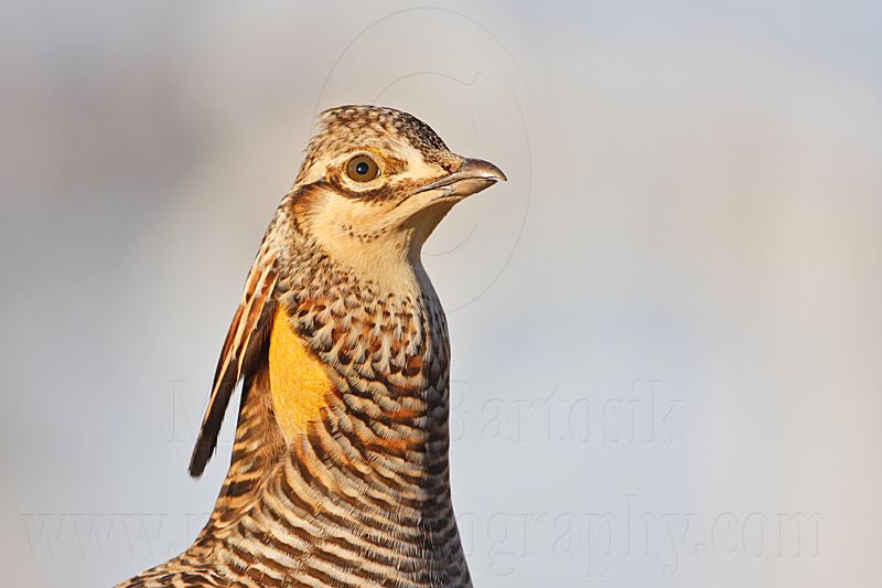 _MG_7351 Attwaters Prairie-Chicken.jpg