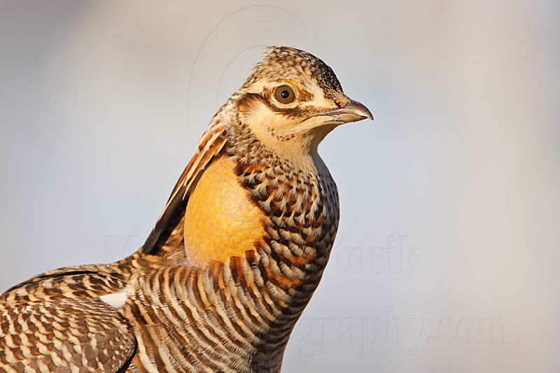 _MG_7355 Attwaters Prairie-Chicken.jpg