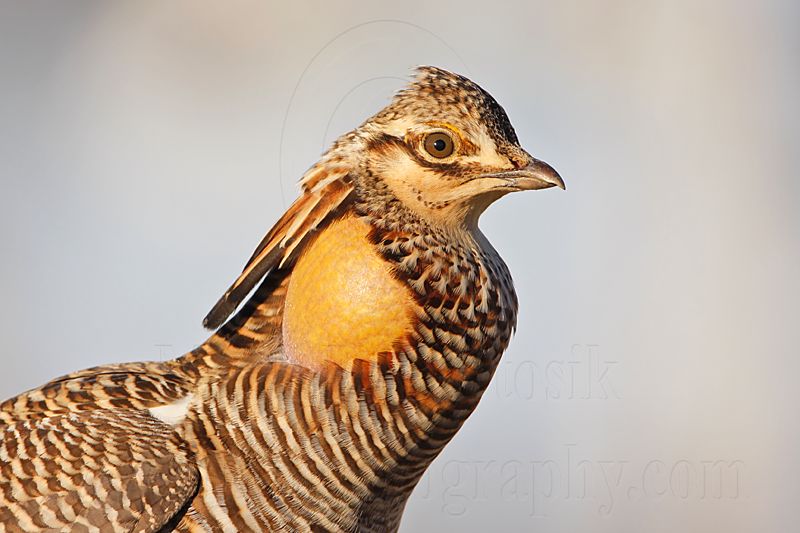 _MG_7356 Attwaters Prairie-Chicken.jpg