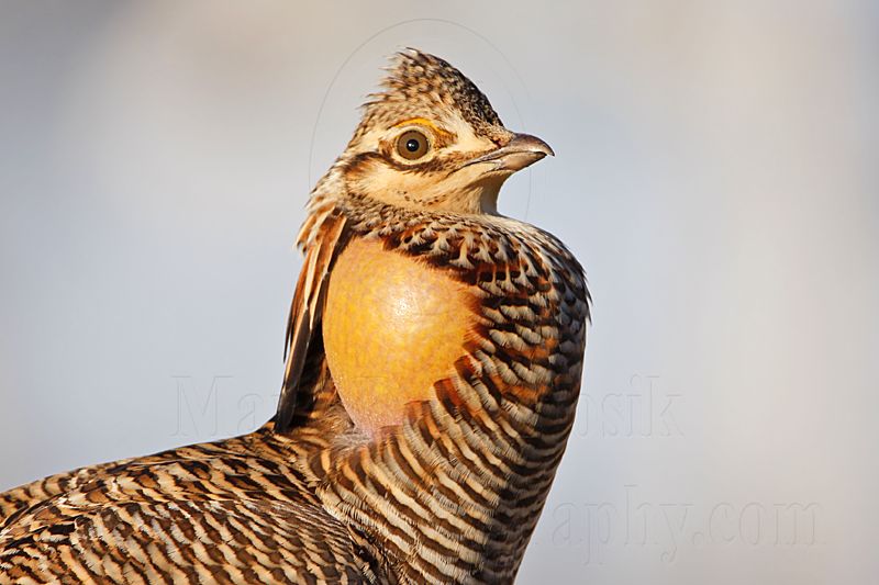 _MG_7361 Attwaters Prairie-Chicken.jpg