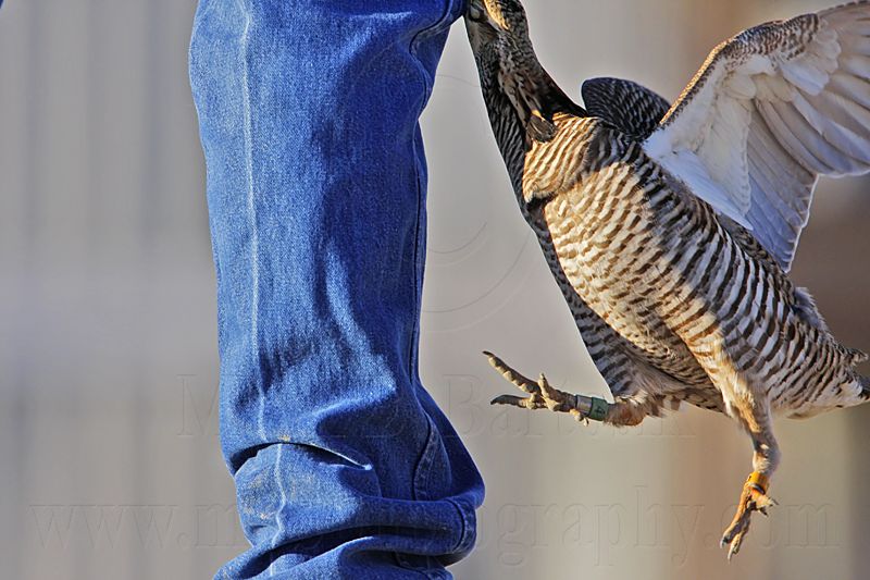 _MG_7392 Attwaters Prairie-Chicken.jpg
