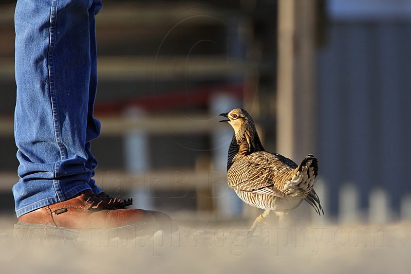 _MG_7487 Attwaters Prairie-Chicken.jpg