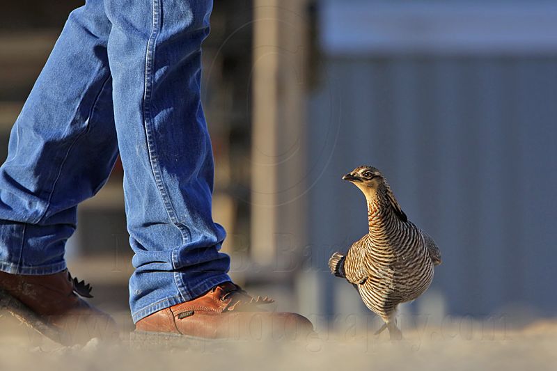 _MG_7492 Attwaters Prairie-Chicken.jpg