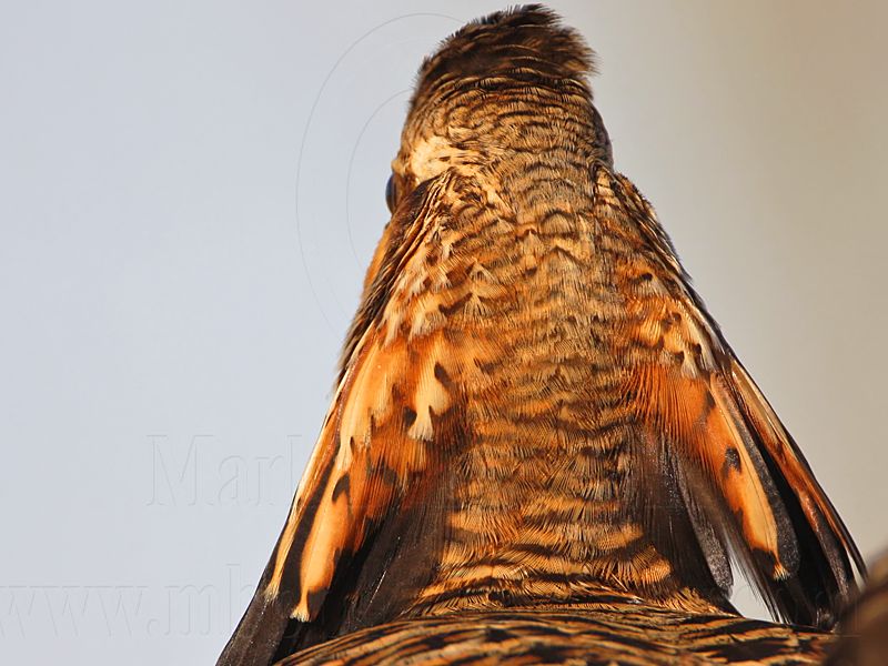 _MG_7807 Attwaters Prairie-Chicken.jpg