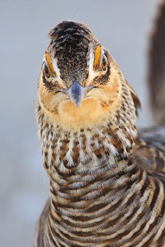 _MG_7870 Attwaters Prairie-Chicken.jpg