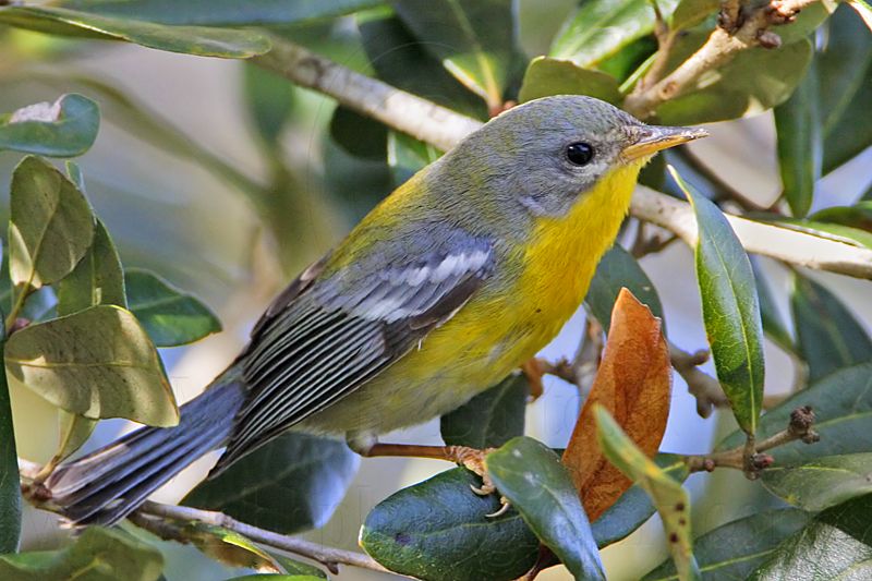 _MG_1210 Tropical Parula.jpg