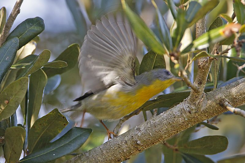 _MG_1245 Tropical Parula.jpg