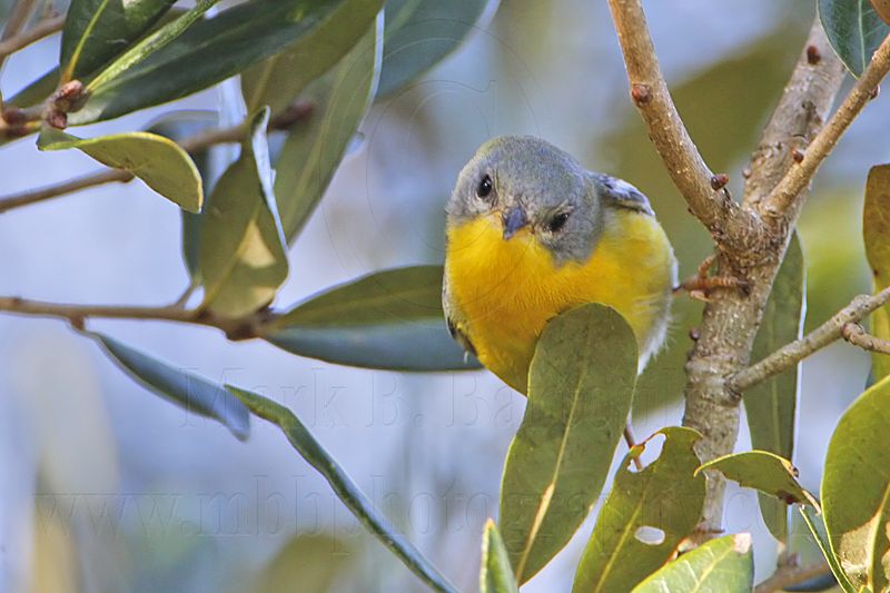 _MG_1256 Tropical Parula.jpg
