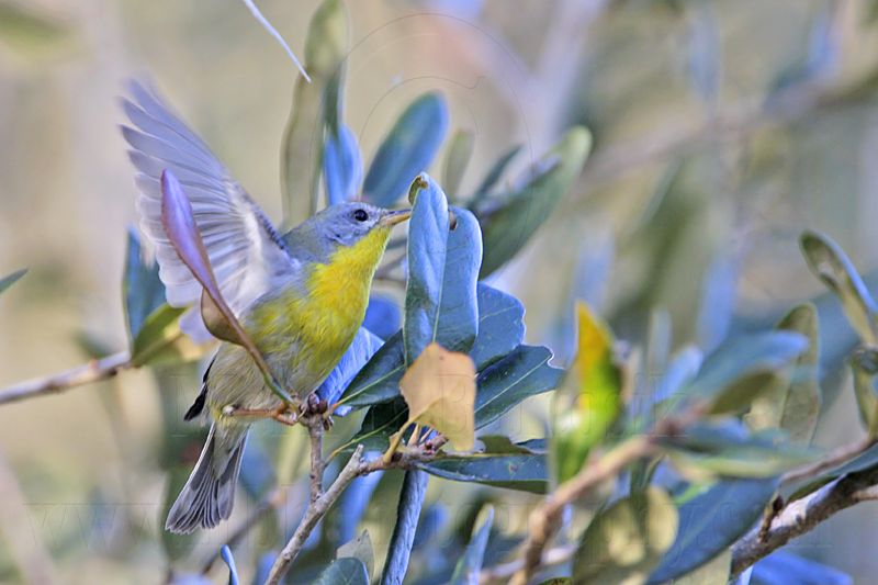 _MG_1825 Tropical Parula.jpg