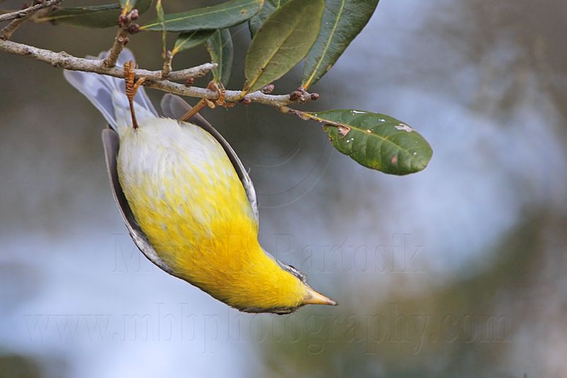 _MG_1930 Tropical Parula.jpg