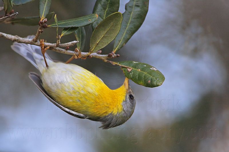_MG_1939 Tropical Parula.jpg