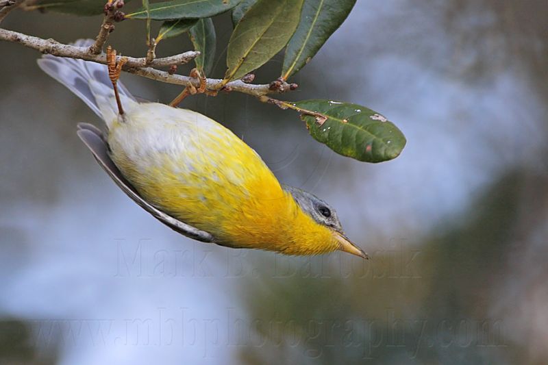 _MG_1941 Tropical Parula.jpg