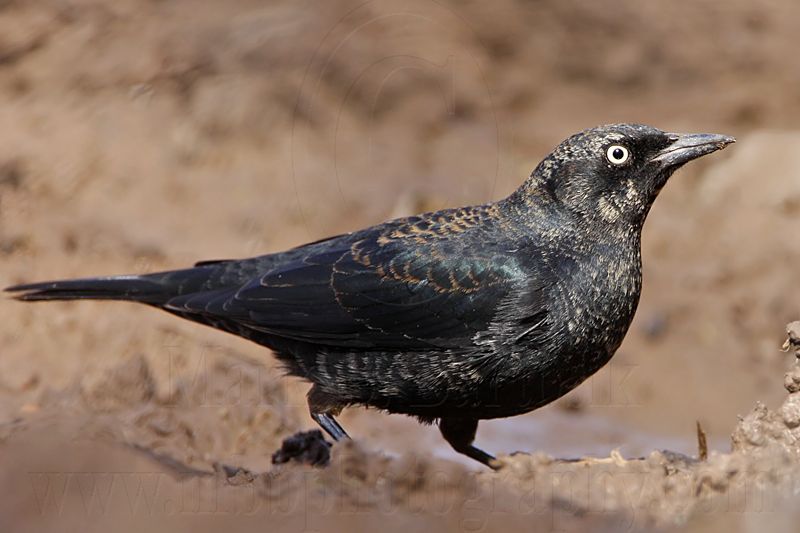 _MG_0109 Rusty Blackbird.jpg
