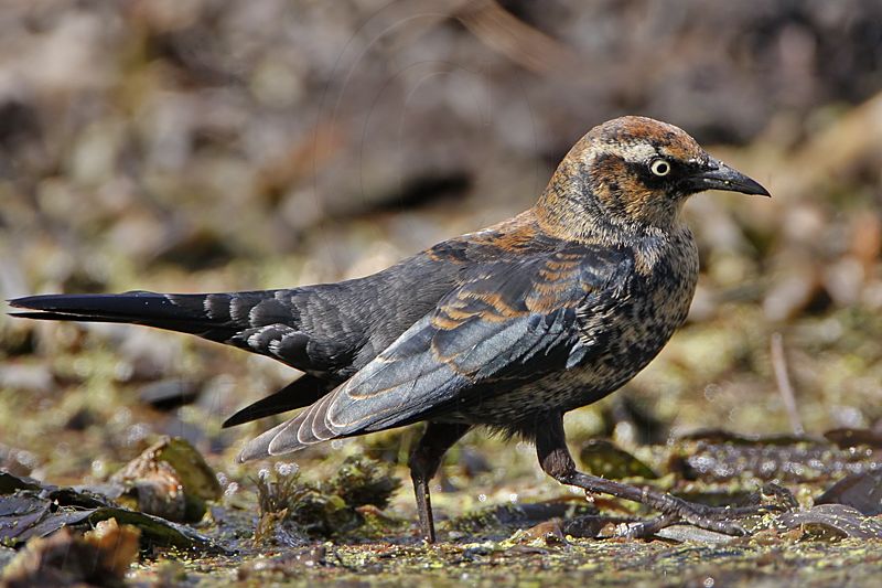 _MG_0360 Rusty Blackbird.jpg