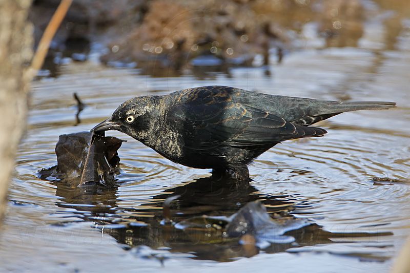 _MG_9198 Rusty Blackbird.jpg