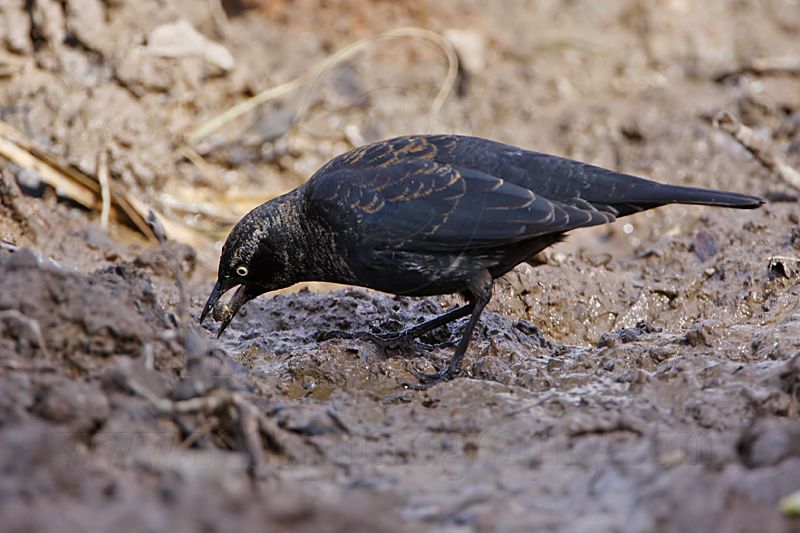 _MG_9332 Rusty Blackbird.jpg