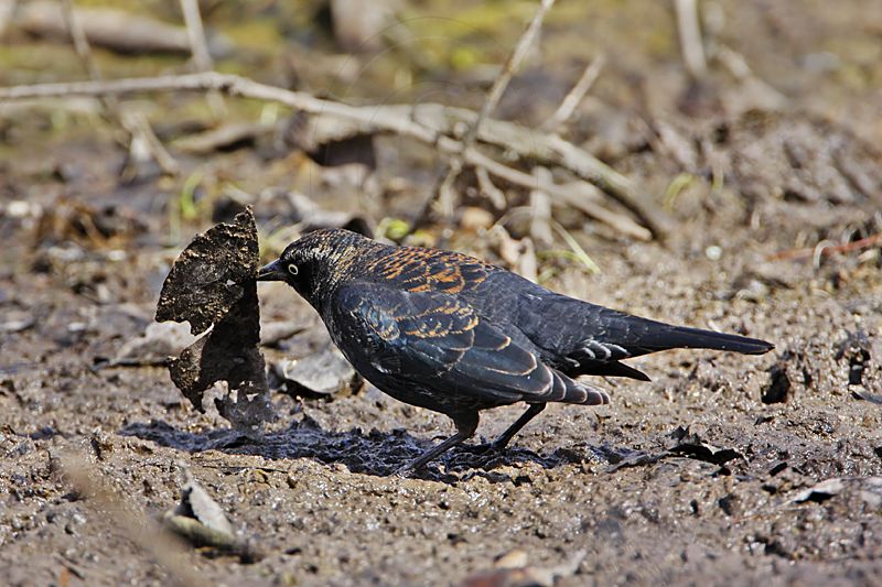 _MG_9475 Rusty Blackbird.jpg