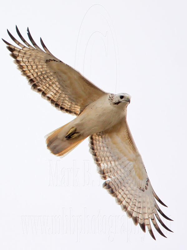 _MG_8655 Red-tailed Hawk.jpg