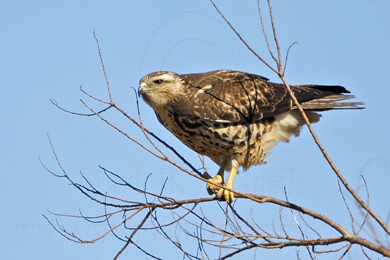 _MG_4679 Swainsons Hawk.jpg