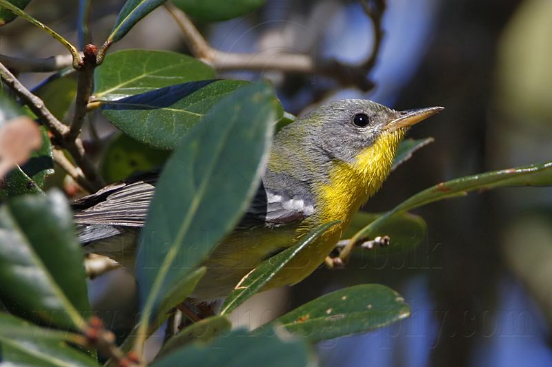 _MG_6027 Tropical Parula.jpg