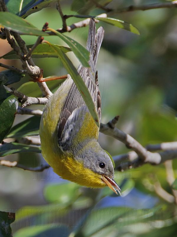 _MG_6057 Tropical Parula.jpg