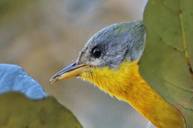 _MG_6143crop Tropical Parula.jpg