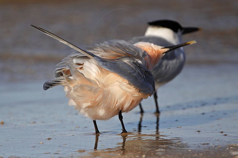 _MG_8302 Sandwich Tern.jpg