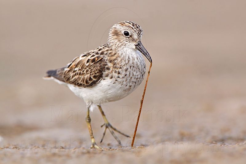 _MG_7084 Least Sandpiper.jpg