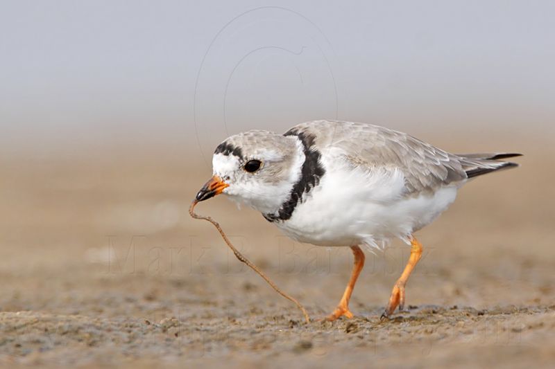 _MG_8274 Piping Plover.jpg