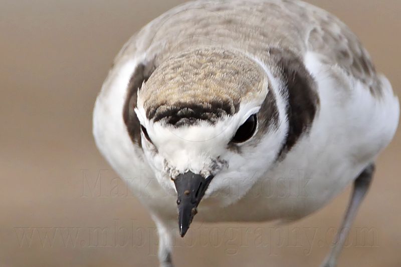 _MG_8488crop Snowy Plover.jpg