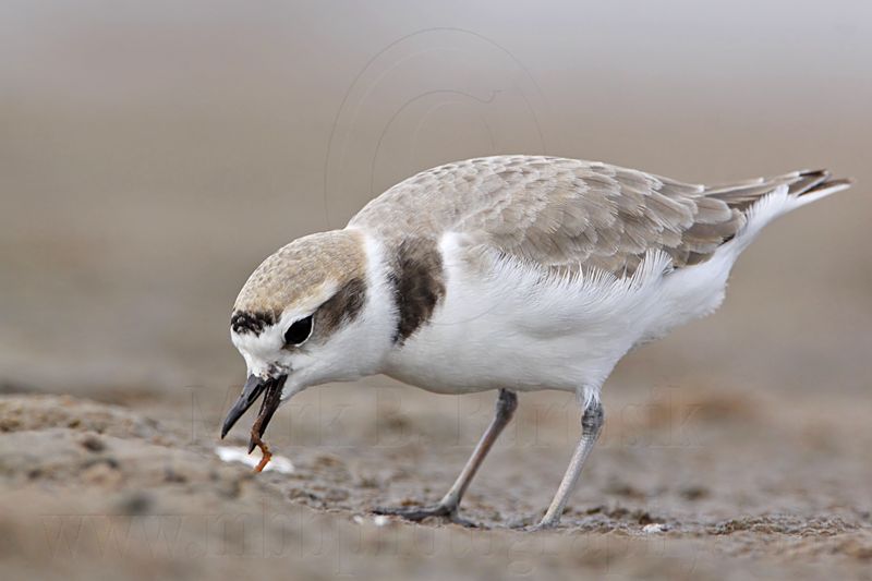 _MG_8720 Snowy Plover.jpg