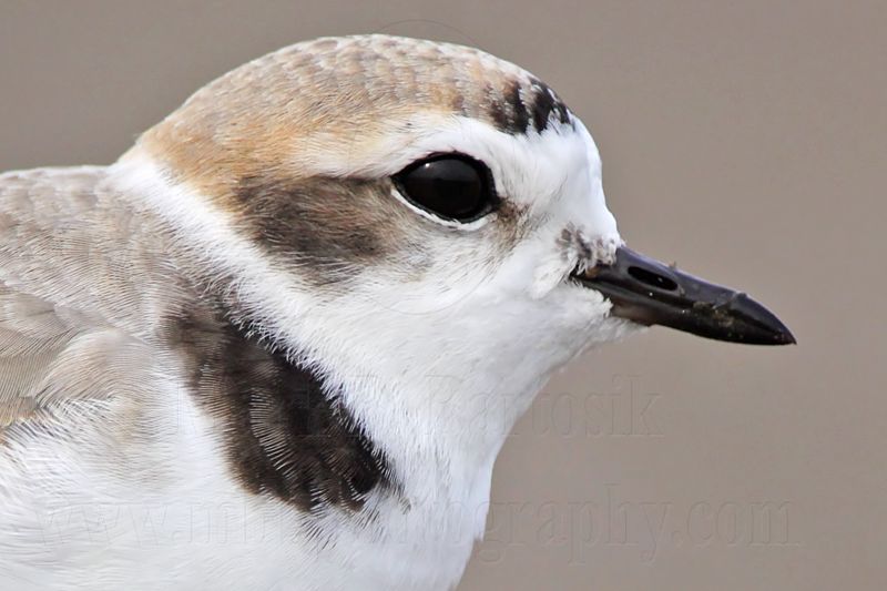 _MG_8768 Snowy Plover.jpg