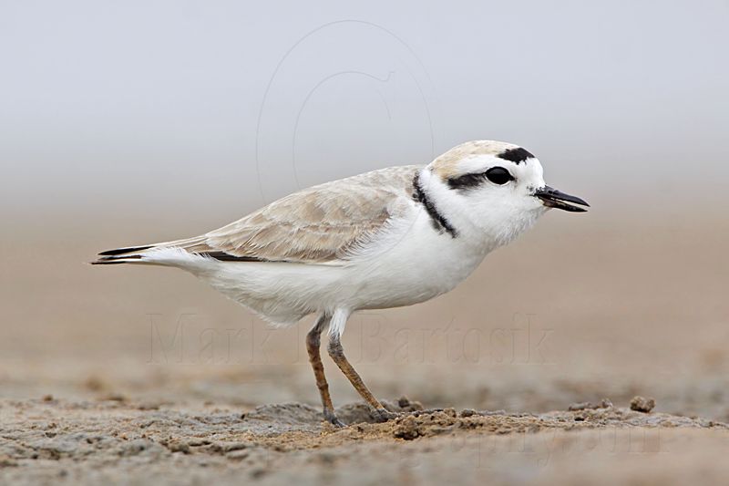 _MG_8949 Snowy Plover.jpg