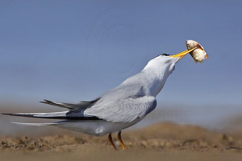 _MG_0544 Least Tern.jpg