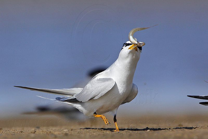 _MG_0703 Least Tern.jpg
