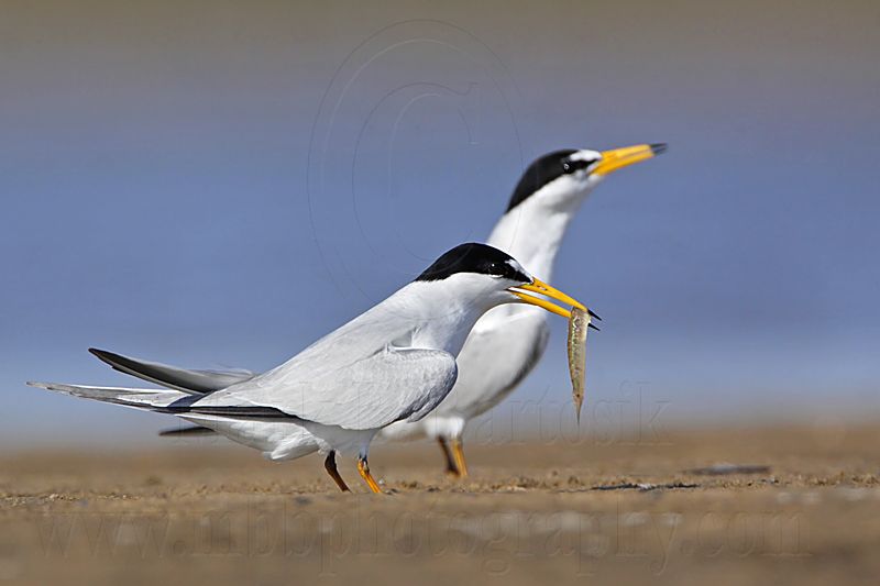 _MG_0712 Least Tern.jpg