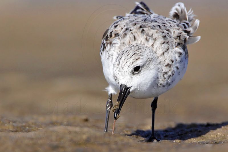 _MG_1474 Sanderling.jpg