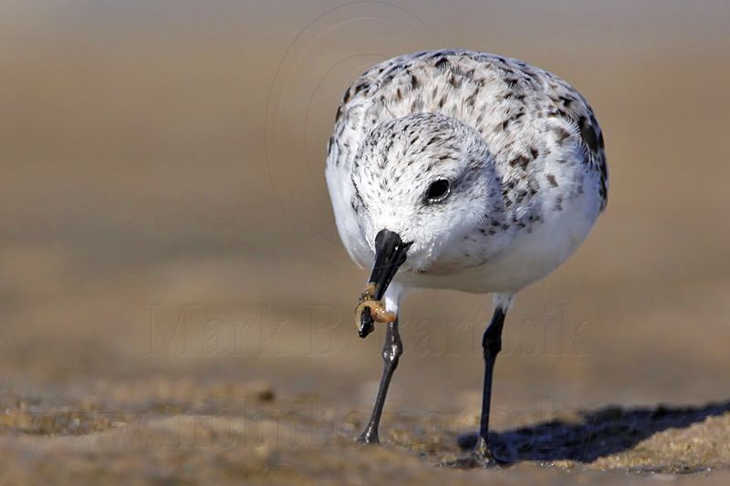 _MG_1475 Sanderling.jpg