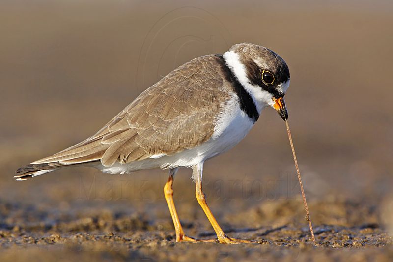 _MG_3717 Semipalmated Plover.jpg