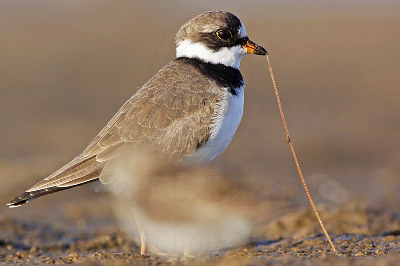 _MG_3728 Semipalmated Plover.jpg
