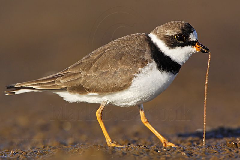 _MG_3780 Semipalmated Plover.jpg