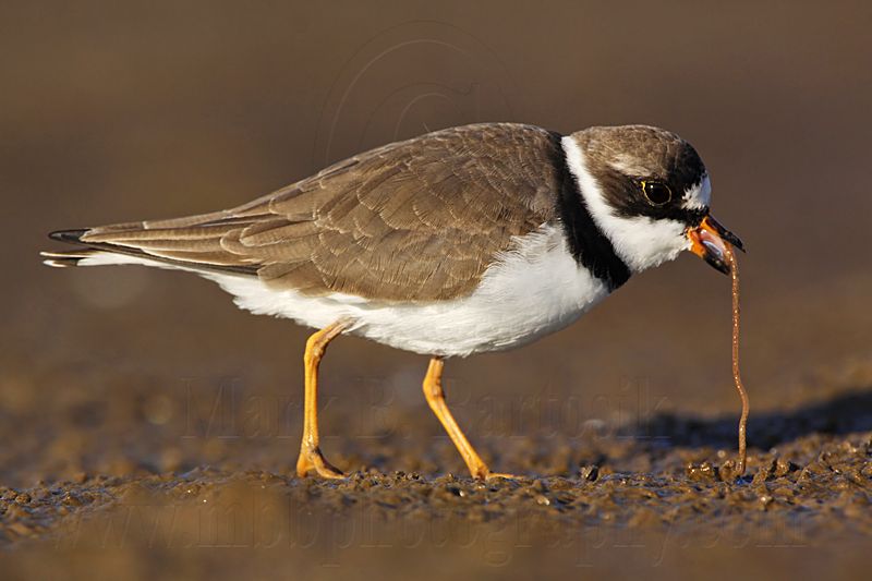 _MG_3785 Semipalmated Plover.jpg