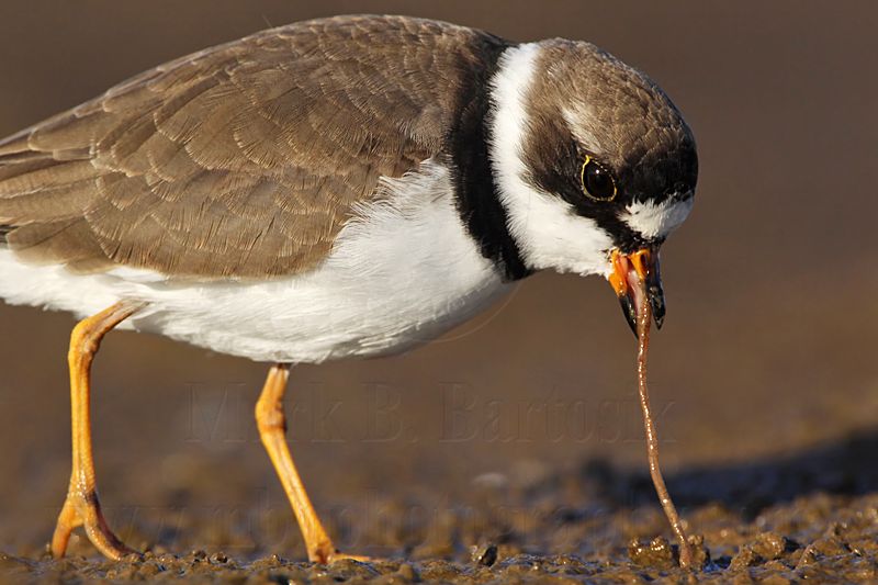 _MG_3786 Semipalmated Plover.jpg