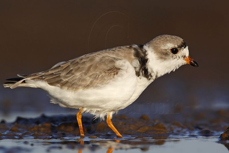 _MG_4427 Semipalmated Plover.jpg