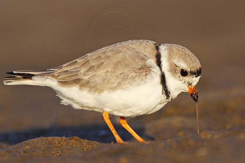 _MG_4534 Piping Plover.jpg
