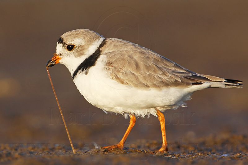 _MG_4758 Piping Plover.jpg