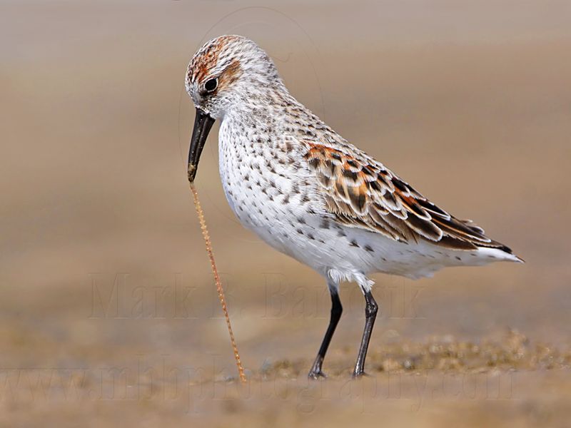 _MG_9557 Western Sandpiper.jpg