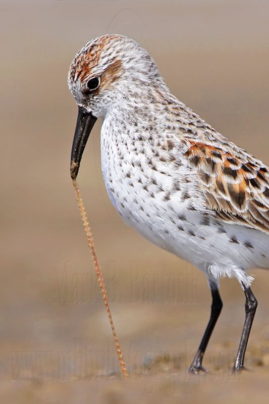 _MG_9557crop Western Sandpiper.jpg